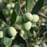 Infusion de feuille d’olivier, trois bienfaits prouvés par la science
