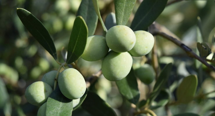 bienfaits-feuille olivier