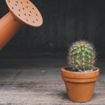 La culture du Cactus : plantes, utilisation et caractéristiques