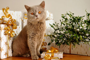 cadeaux-chat