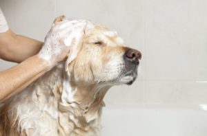 toilettage-du-chien-chien