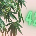 Lifestyle : Quelle est la signification de 420 dans le monde du cannabis ?