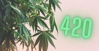 Lifestyle : Quelle est la signification de 420 dans le monde du cannabis ?