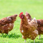 Soin des poules : dans quel cas utiliser l’huile de cade ?