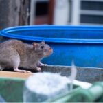 Pièges à Rats Efficaces : Guide Complet pour une Élimination Rapide