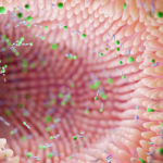 Microbiote intestinal : quels compléments alimentaires pour préserver son équilibre ?