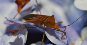 Comment soulager des piqûres de punaises de lit ?