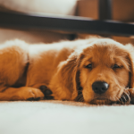 Anti-inflammatoire pour chien : comment faire sans ordonnance ?
