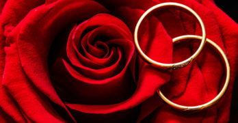 Les beautés de la rose éternelle. Où acheter une rose éternelle?