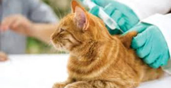 Vaccination et mutuelle pour chat