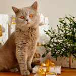 Offrez un cadeau pour votre chat
