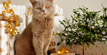 Offrez un cadeau pour votre chat