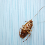 Cafards : comment choisir la bonne solution pour lutter efficacement contre une infestation