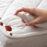 Louer un appartement : le piège des punaises de lit que personne ne vérifie