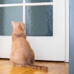 Pourquoi les chats miaulent devant la porte ?