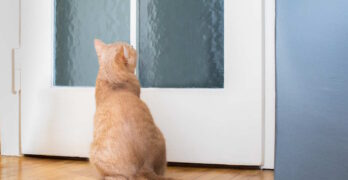 Pourquoi les chats miaulent devant la porte ?