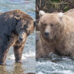 L’Alaska est sur le point d’élire l’ours le plus gros de l’année (et l’objectif de ce concours est très sérieux).