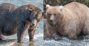 L’Alaska est sur le point d’élire l’ours le plus gros de l’année (et l’objectif de ce concours est très sérieux).