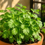 Coriandre : comment la cultiver en balcon (sans la faire sécher) et comment l’utiliser en cuisine ?