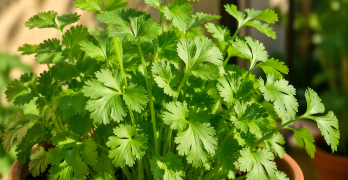 Coriandre : comment la cultiver en balcon (sans la faire sécher) et comment l’utiliser en cuisine ?