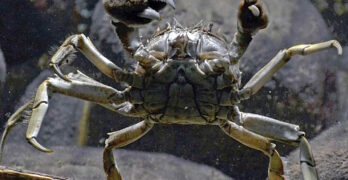Invasion de crabes chinois au Royaume-Uni : les premiers pièges testés pour capturer l’espèce exotique