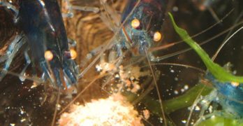 A quoi ressemble l’alimentation idéale pour les crevettes ?