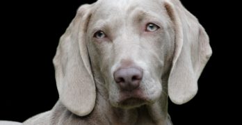 Pourquoi le chien est le meilleur ami de l’homme ?