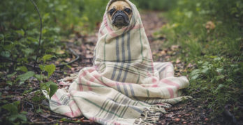 Comment éduquer un chiot les choses que vous ignorez