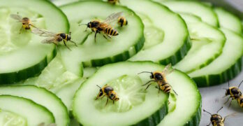 Comment se débarrasser des guêpes sans les tuer et avec du concombre ?