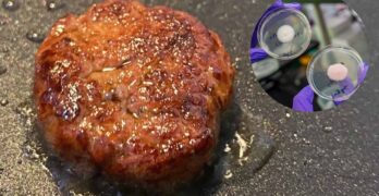 Les hamburgers du futur seront-ils fabriqués à partir de champignons et de moisissures comestibles ?