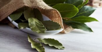 Peut-on consommer les feuilles de laurier ? Sont-elles toxiques ?