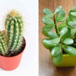 Quelle est la différence entre les plantes succulentes, les cactus et les plantes grasses ?