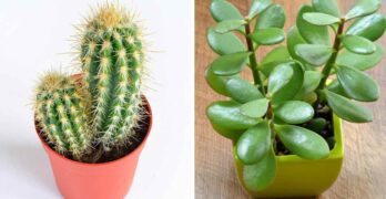 Quelle est la différence entre les plantes succulentes, les cactus et les plantes grasses ?