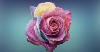 Un fleuriste en ligne à votre service