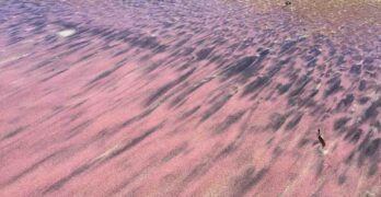 Cette plage insolite au sable violet est unique