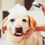 Les différents types de shampoings à utiliser pour votre chien