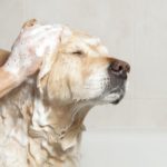 Prendre soin de son chien comme un toiletteur professionnel ?