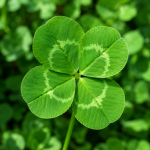 Pourquoi le trèfle à quatre feuilles porte-t-il bonheur ? La science explique à quel point il est rare d’en trouver un