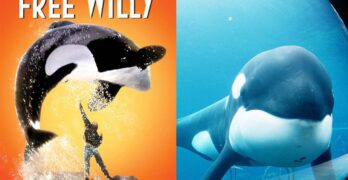 Sauvez Willy, il y a 30 ans, le film qui a réveillé l’opinion publique sur les orques en captivité